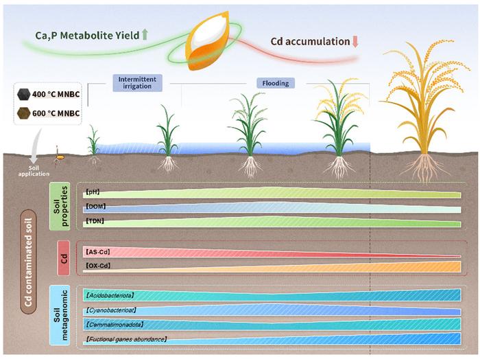 Micro-nanoscale bone char alters Cd accumulation and rhizosphere functional genes to enhance rice yield and quality