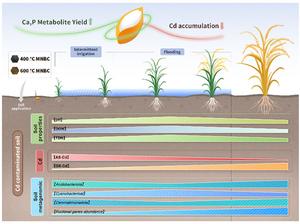 Micro-nanoscale bone char alters Cd accumulation and rhizosphere functional genes to enhance rice yield and quality