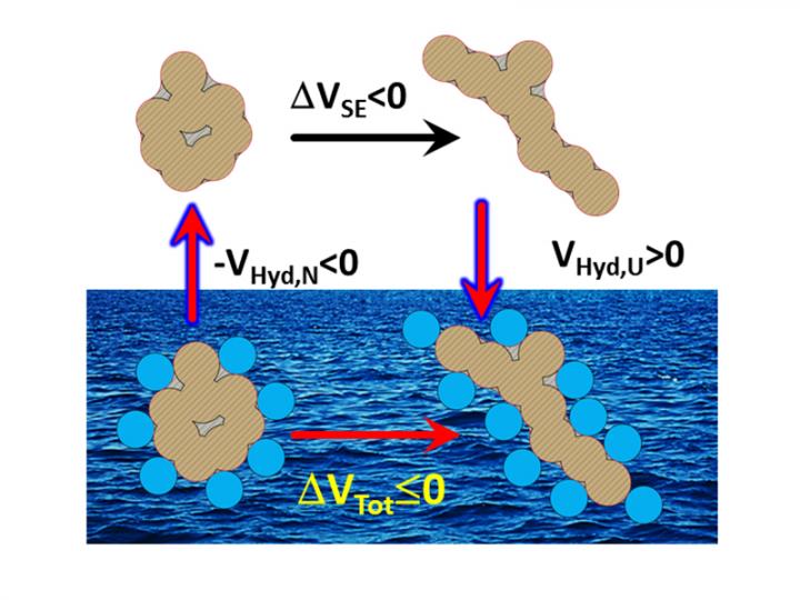 Researchers Resolve Protein Volume Paradox