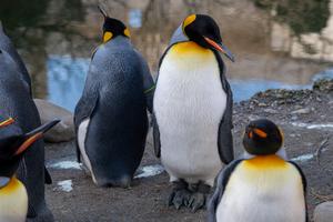 King penguins in Zoo Zurich