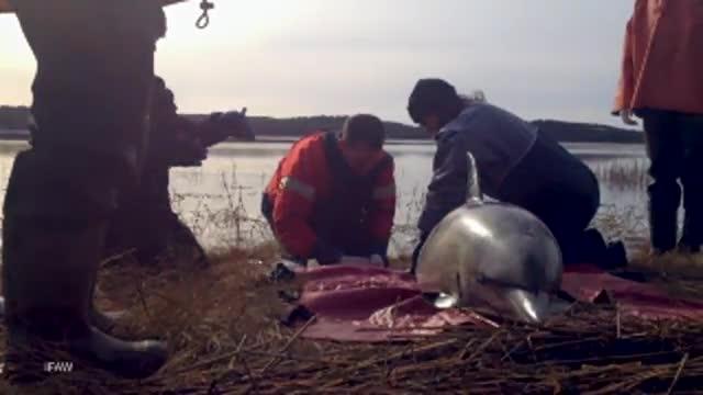 Can Data from Space Save Dolphins?