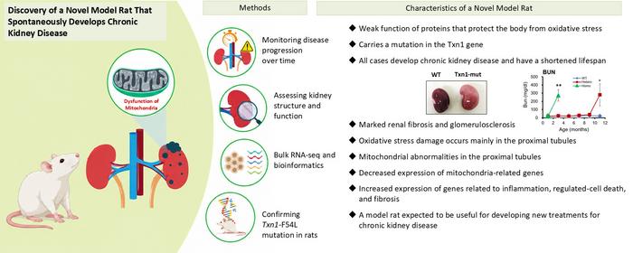 Discovery of a Novel Rat Model That Spontaneously Develops Chronic Kidney Disease