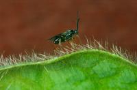 Microgastrine Wasps
