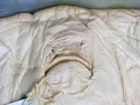 <i>Tetronarce cowleyi</i> Electric Ray