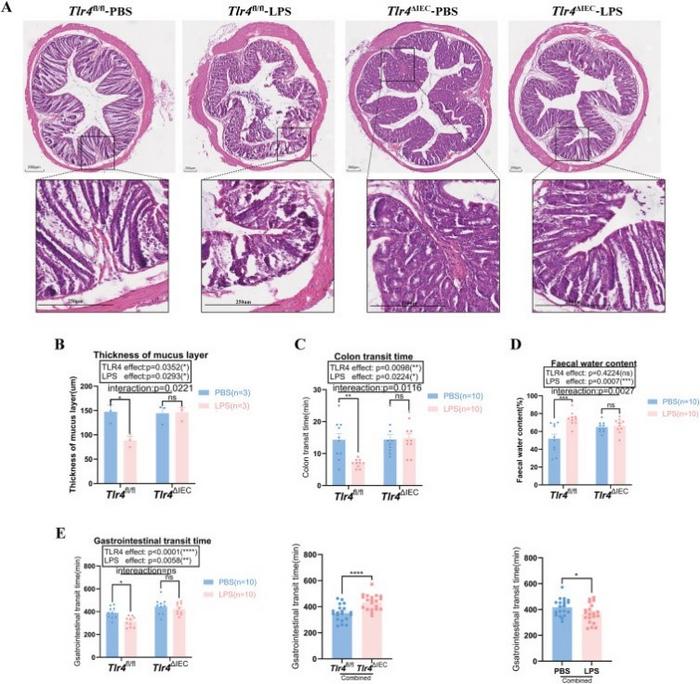 Morphological observation and intestinal motility changes in the colon of offspring mice.