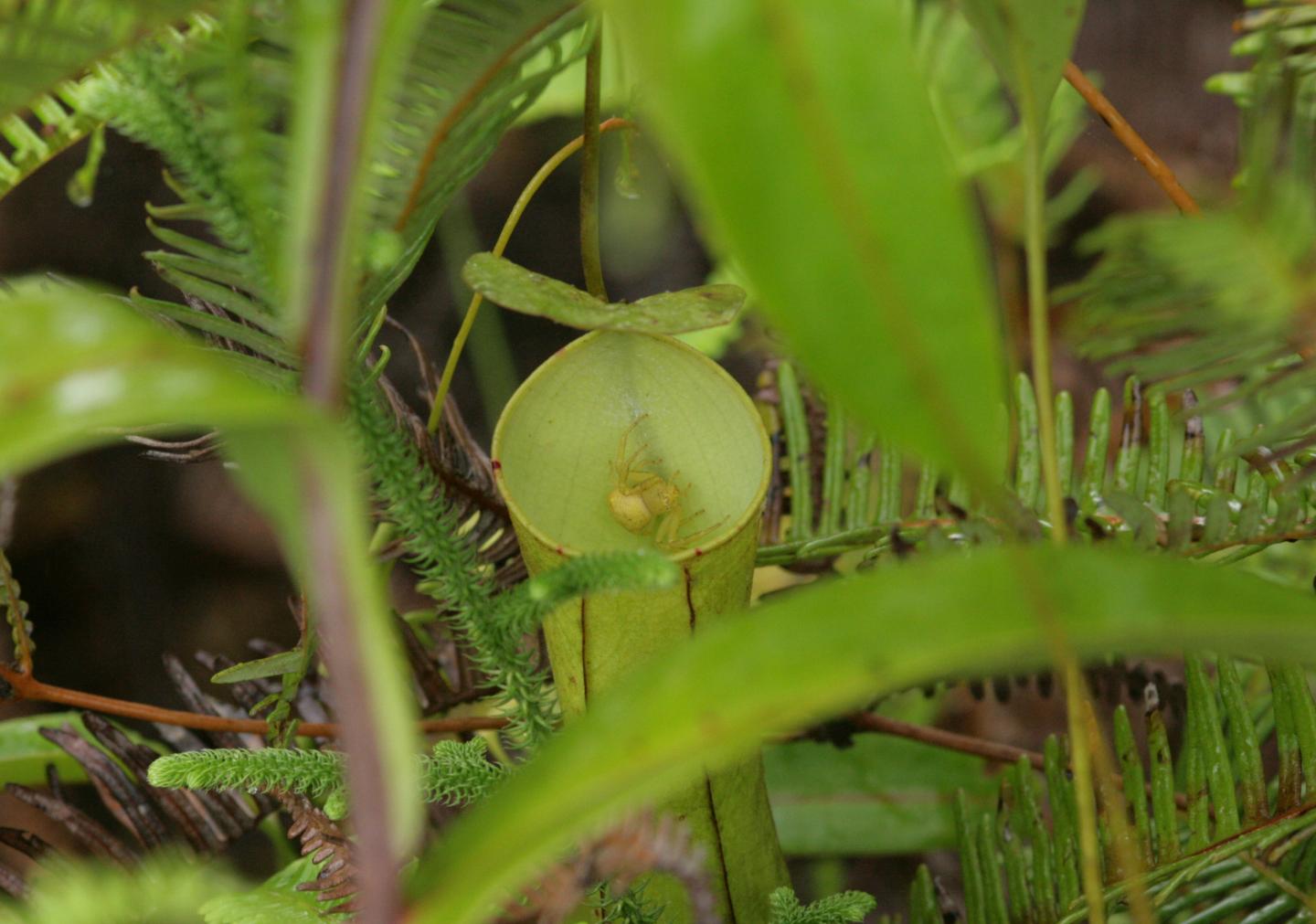 Crab Spider