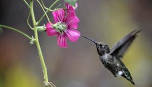 Anna's hummingbird visiting a flower