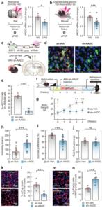 Fig. 3: AADC knockdown in the LHb elicits depressive-like behaviours.