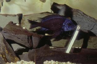 Fish Play