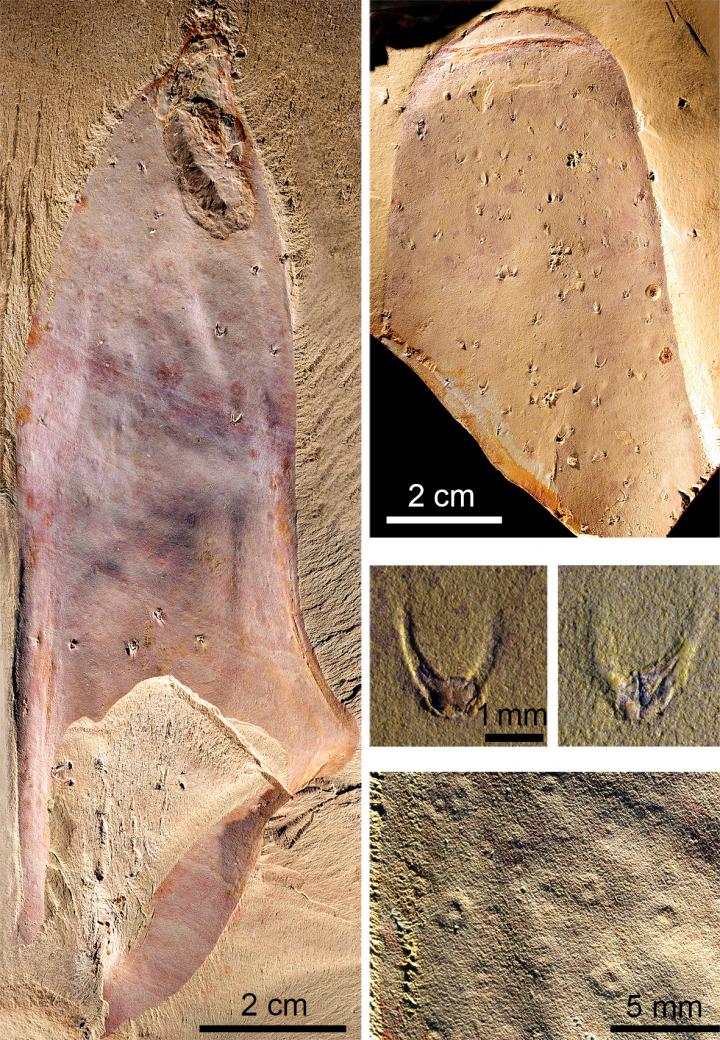 Chancelloriid