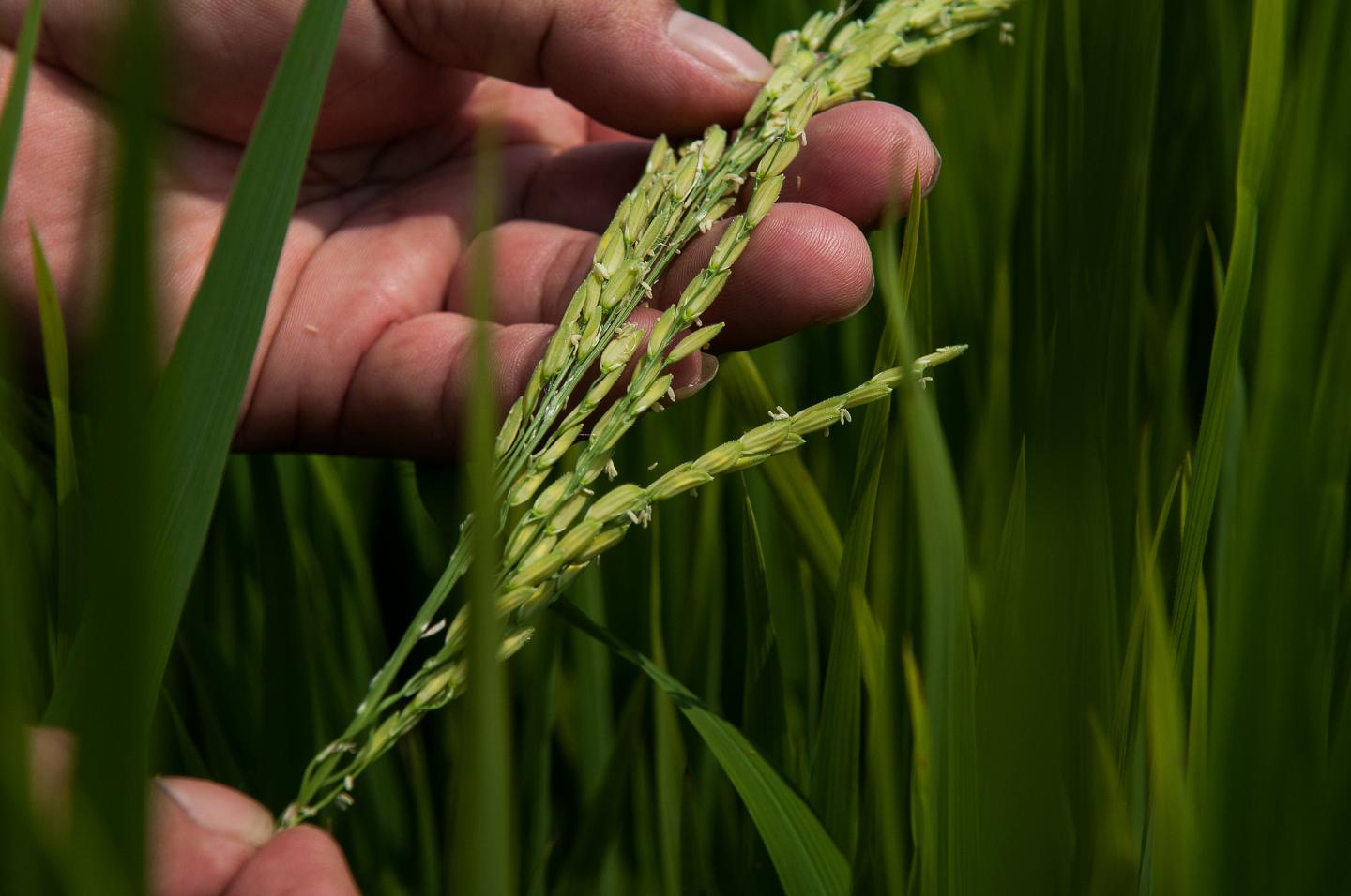 Rice-Vietnam
