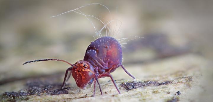 Collembola