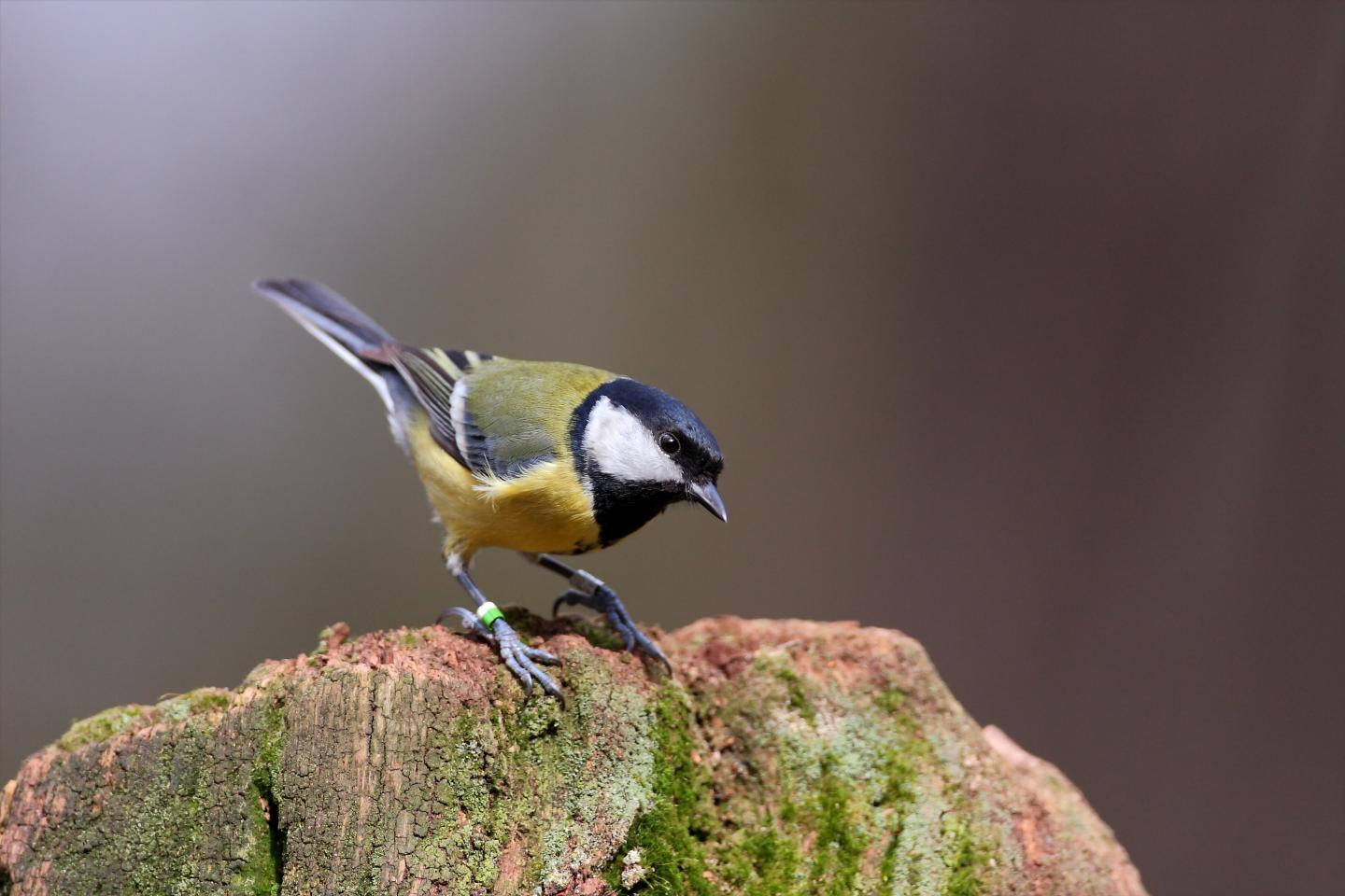 A Smart Looking Bird... and It Is!