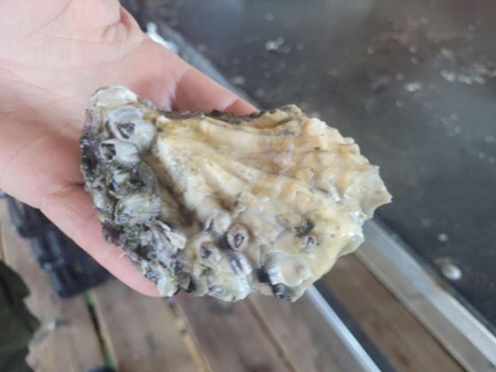 Adult oyster in researcher's hand