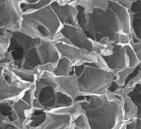 Scaffold Pores