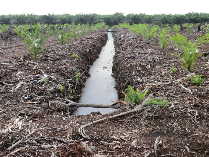 Drainage Ditch in Converted Peatland