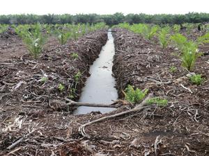 Drainage Ditch in Converted Peatland