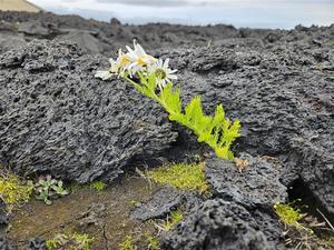 Lava field on Surtsey