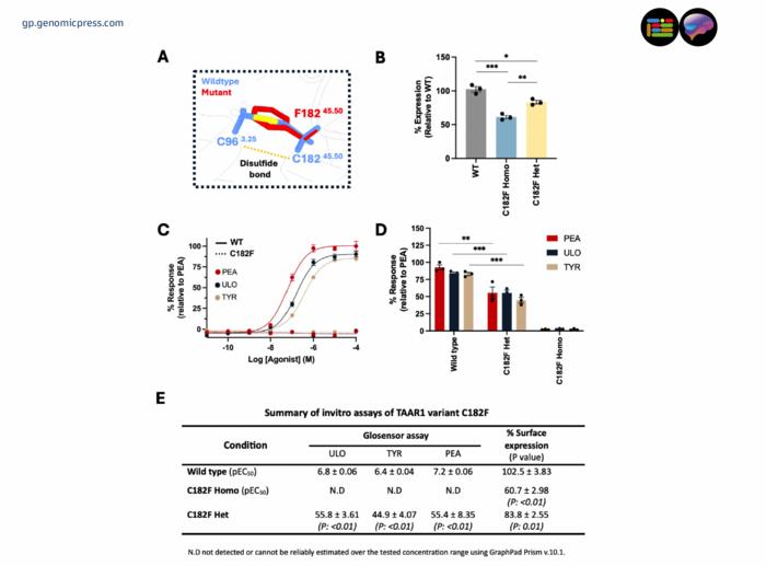 Functional implications of the C182F TAAR1 variant identified in patients with schizophrenia