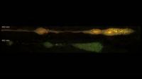 Zebrafish Lateral Line Migration: Painting by Age