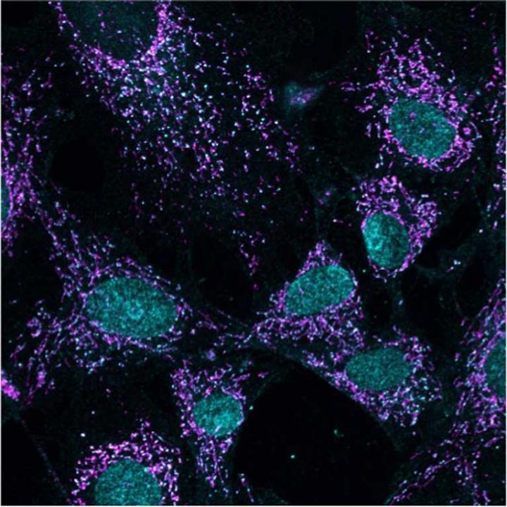 Salk Institute -- Shadel lab -- Mitochondria