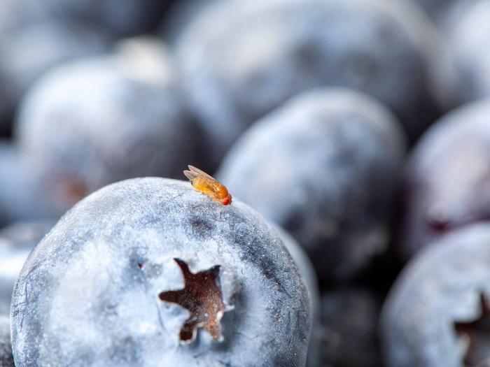 Blueberry pest