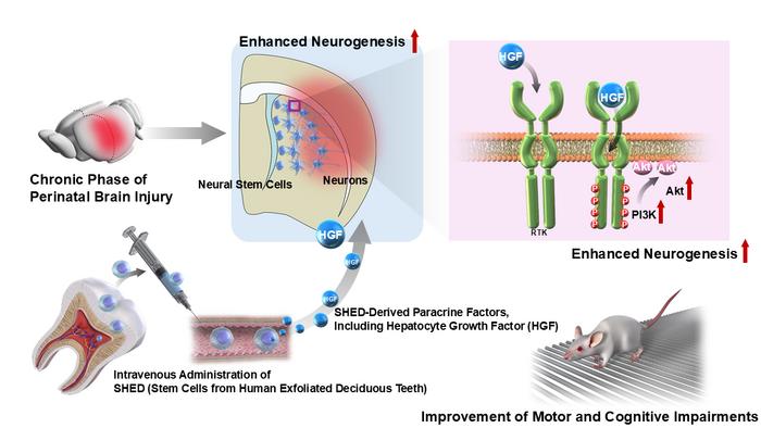 SHED-derived HGF