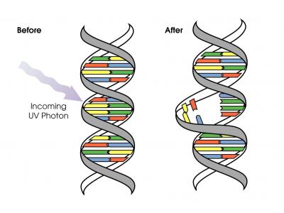 UV Radiation Can Harm DNA