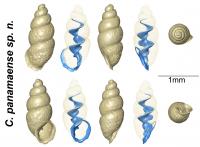 Computed Tomographic Images