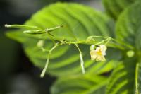 Balsam