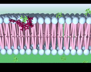 Synthetic Carrier calix[4]pyrrole Cavitand