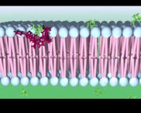 Synthetic Carrier calix[4]pyrrole Cavitand