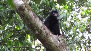 Likweli: A remarkable new species of Colobus monkey from the Lomami National Park, Democratic Republic of Congo