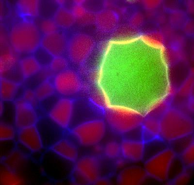 Primitive Artificial Cells