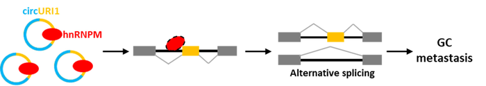 The functional mechanism of circURI1 in GC metastasis