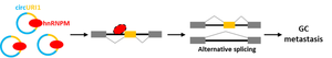 The functional mechanism of circURI1 in GC metastasis