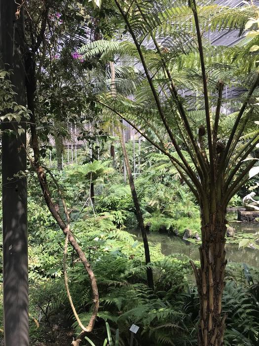 Plant Diversity and Evolution