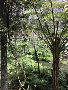 Plant Diversity and Evolution