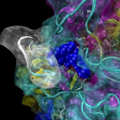 3-D P-glycoprotein