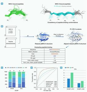 AF-pred: a prediction scheme for MHC-II binding peptides based on the prediction of the AlphaFold, along with its validation