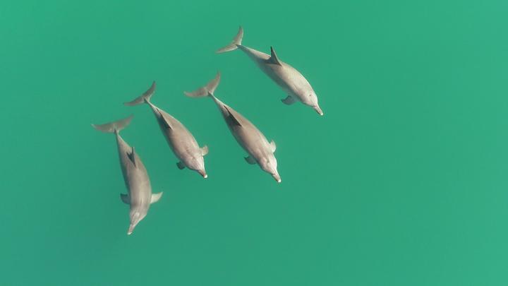 Three male dolphins and one female