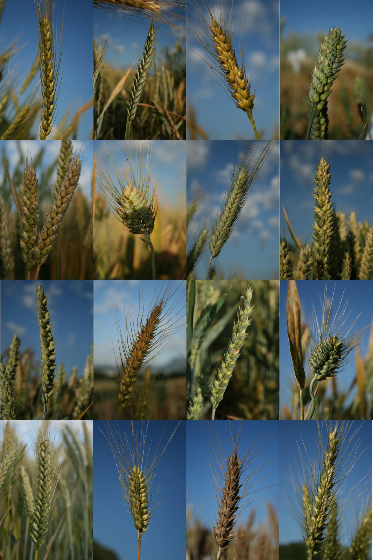 Tracing the History of Wheat Genetic Diversity (1 of 1)