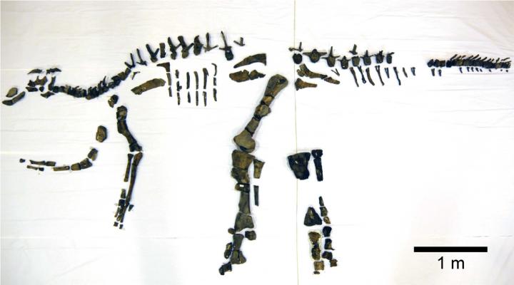 Mukawaryu Skeleton