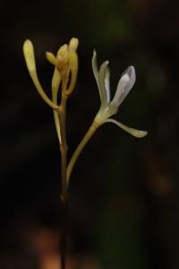 <em>Lecanorchis tabugawaensis</em>