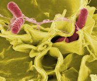 Microbe Battle