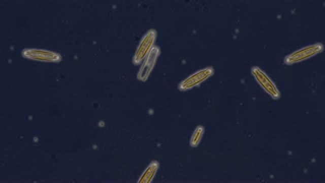 NASA Study Shows Oceanic Phytoplankton Declines in Northern Hemisphere