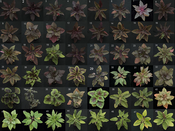 Amaranth varieties