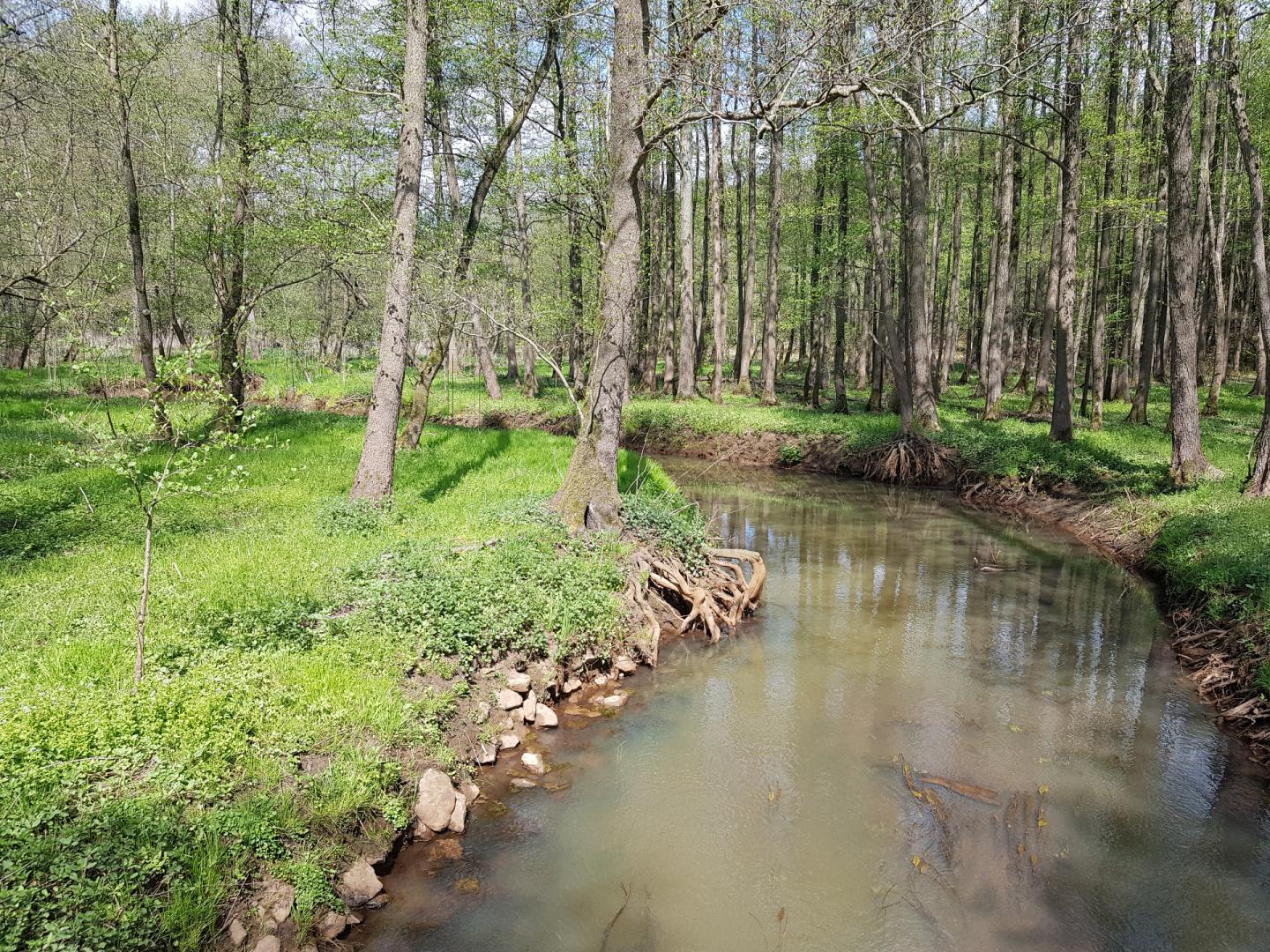 Floodplain Forest