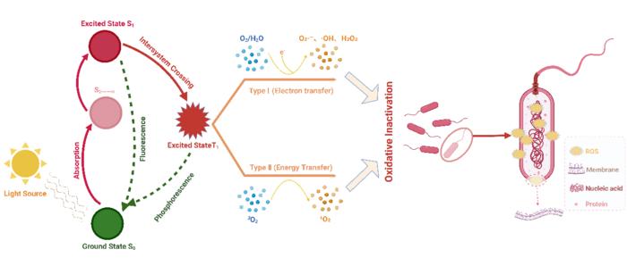 Fig. 1. Schematic illustration of the mechanism of photodynamic therapy
