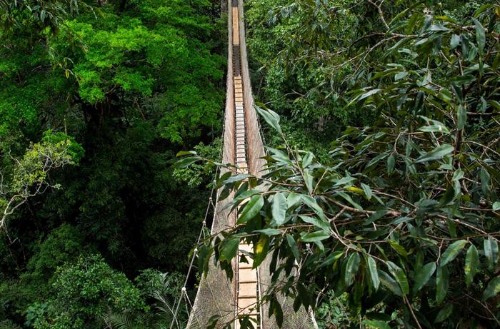 Rainsforest canopy near Iquitos, Peru